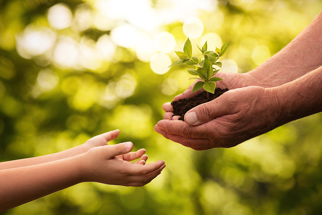 Person handing child a plant