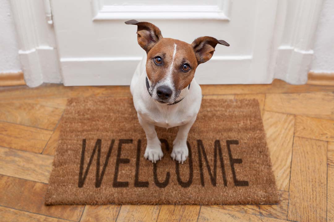Small pet dog sitting on a welcome mat in front of a door